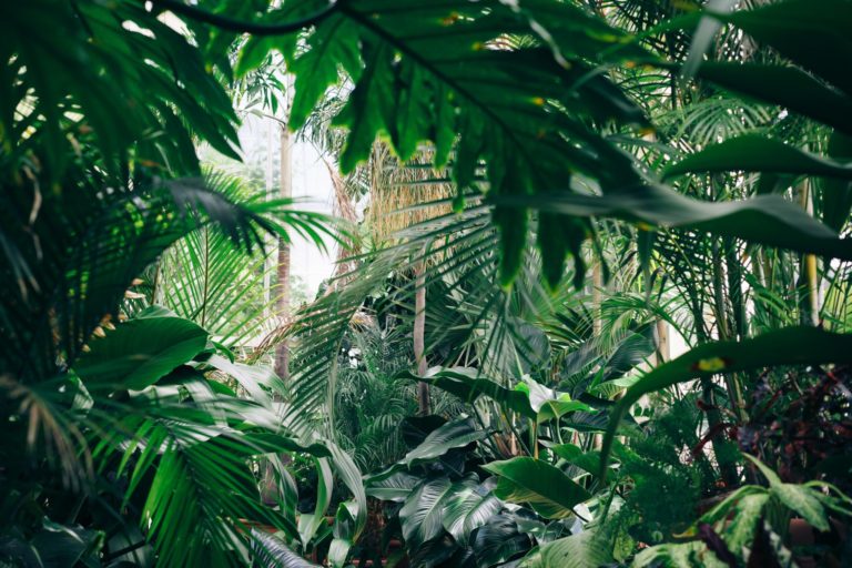 A view into the green, lush Costa Rican jungle